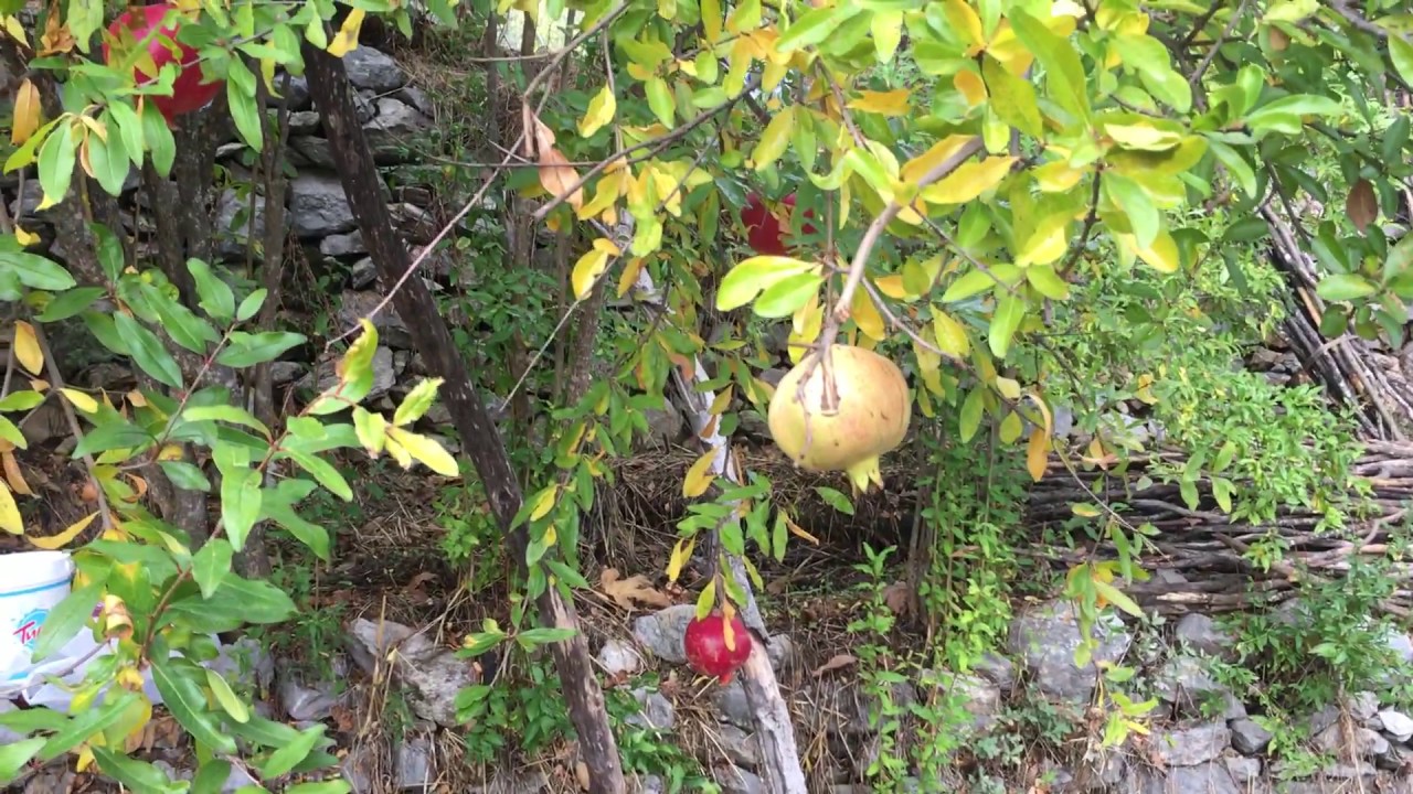 Akseki'den Ayva Gelir Nar Gelir - Hasan Kaya