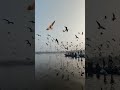 Close your eyes. Just sunset and birds…#shorts #youtubeshorts #viralshorts #fyp #naturelovers