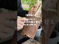 【保存版】生産者が教える!!ゴムの木の植え替え-時期 編-