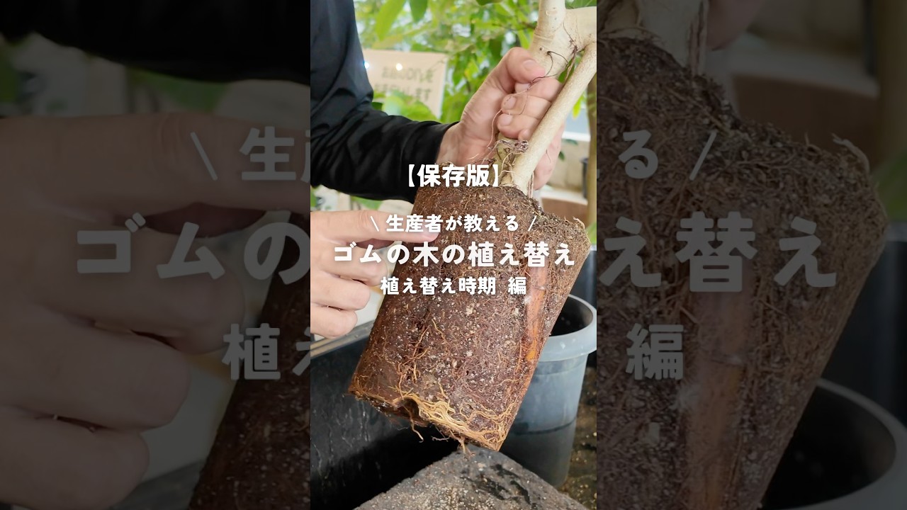 【保存版】生産者が教える!!ゴムの木の植え替え-時期 編-