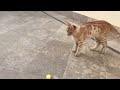 My kitty is playing with his rat#kitten #play #cute