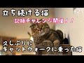 久しぶりにキャットウォークに乗った猫 / 立ち続ける猫