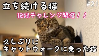 久しぶりにキャットウォークに乗った猫 / 立ち続ける猫