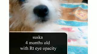 Eye opacity in puppy عتامه ف عين الجرو