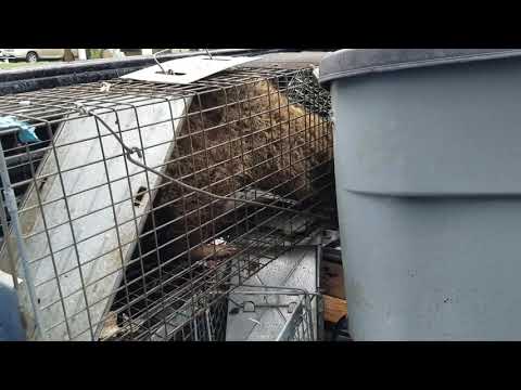 Safe Raccoon Trap