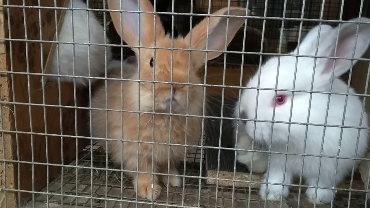 Вздулся кролик,Кокцидиоз,или?