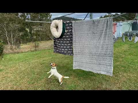 Jack Russell Puppy - Naughty Angus trying to get his clean bedding off the clothes line