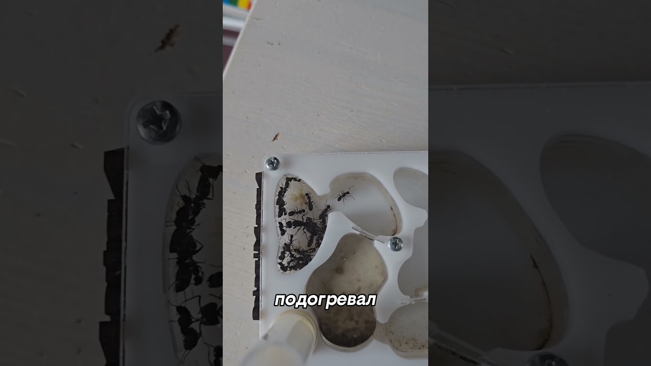 Camponotus vagus | муравьинная ферма, муравьи 