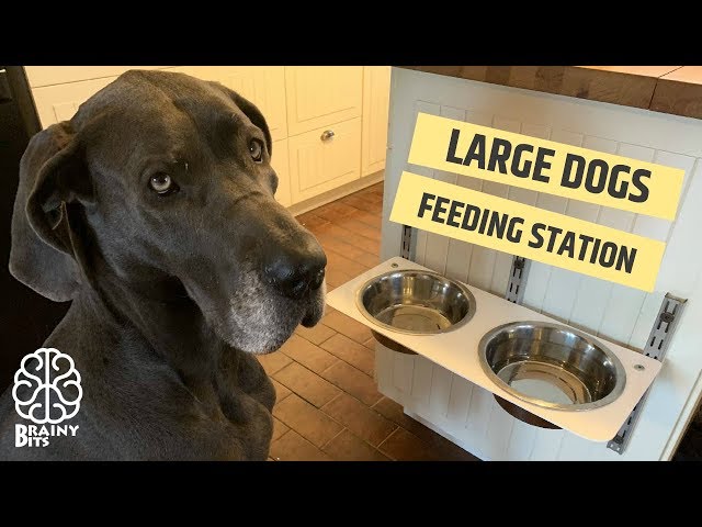 Runs for Cookies: TUTORIAL: How to Make a Pet Feeding Station