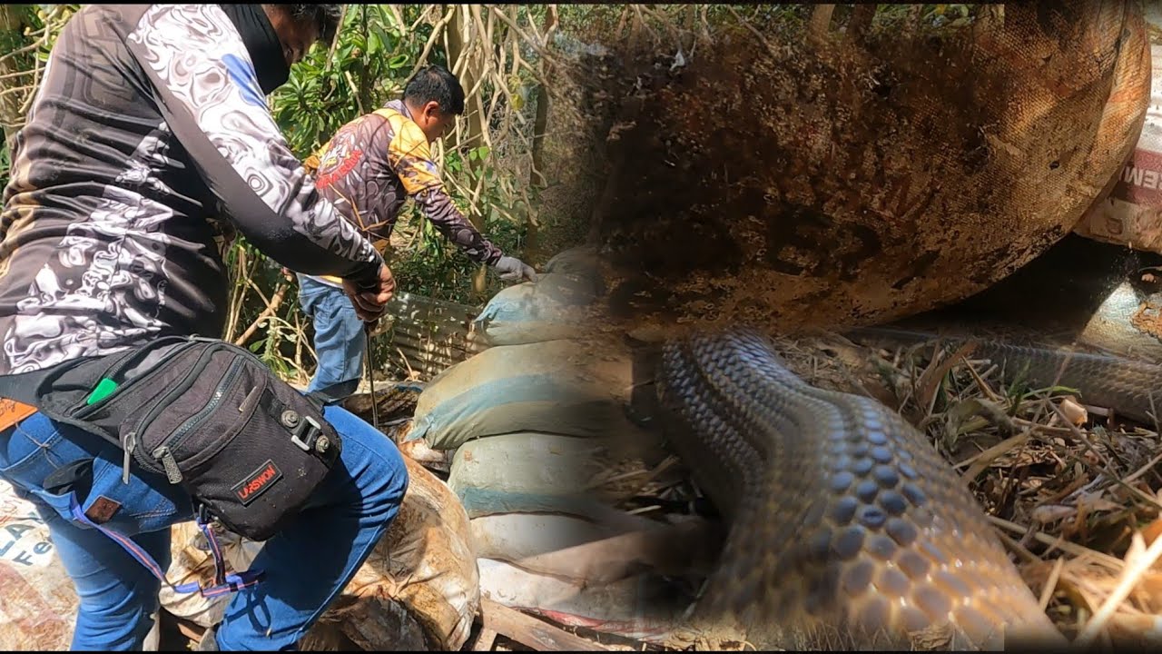 Cobra na tirador ng mga itlog