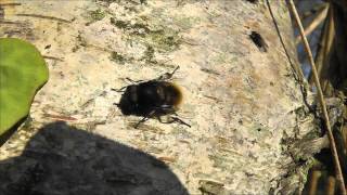Eristalis intricarius