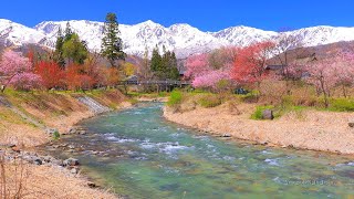 4K映像 桜の名所「残雪の北アルプスと姫川の清流」大出公園 白馬三山・八方尾根 日本の美しい四季春 長野県 白馬村 4月下旬 お花見 絶景自然風景 8K撮影 japan cherry blossom