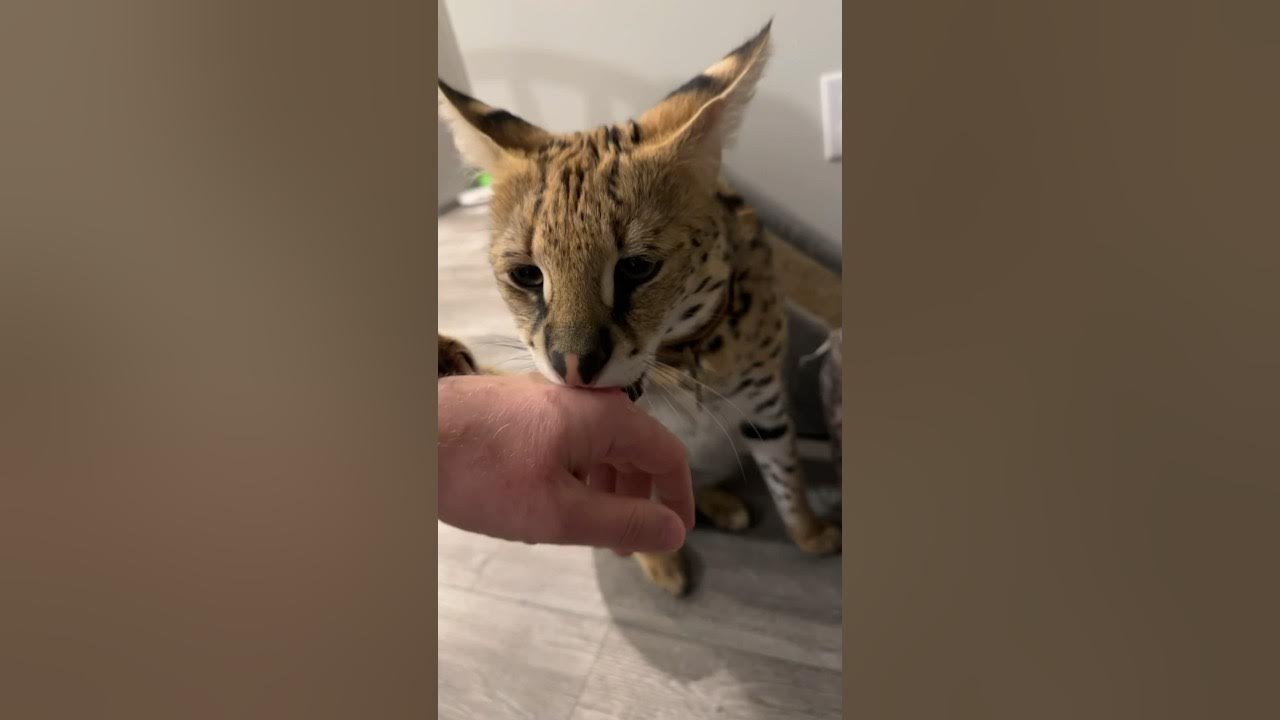 Wild Serval Cat bites Hand serval cat servals shorts YouTube