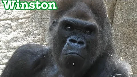 Gorilla 💎 Winston family keeps eating, eating ^_^💎 ずっと食べてるウィンストン家族^_^ 💎San Diego Safari Park