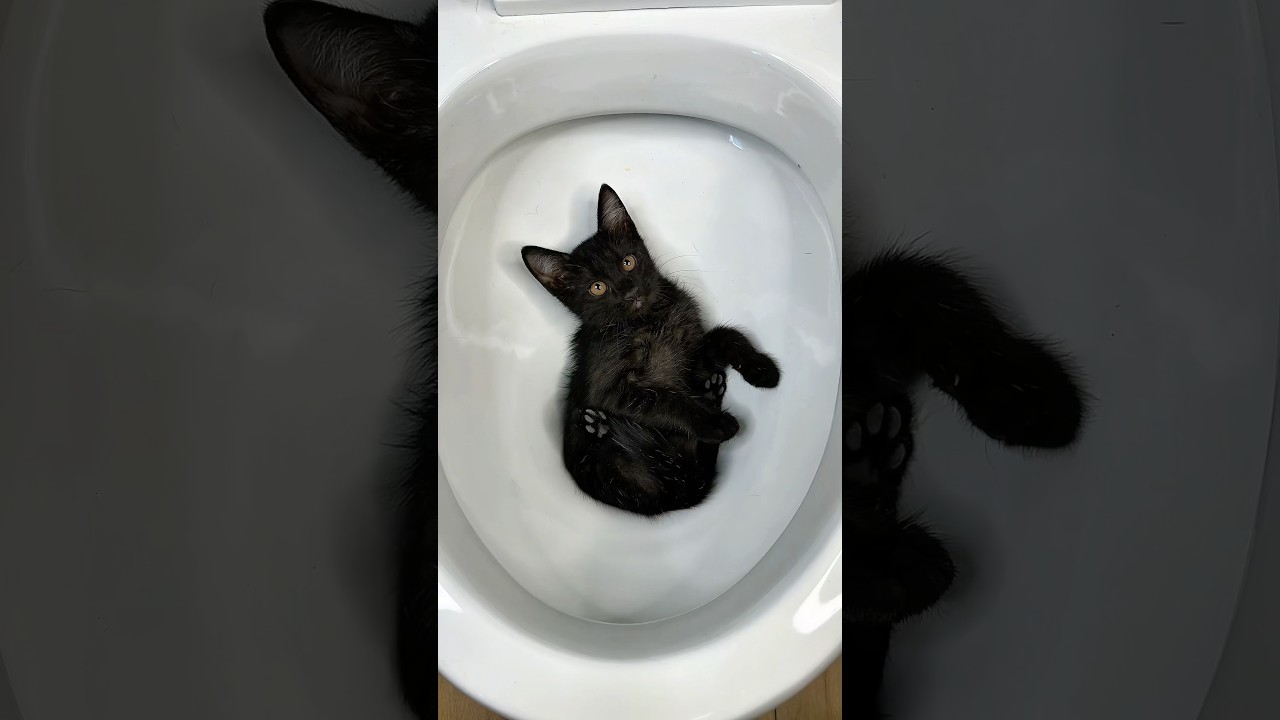 I saved three kittens from the toilet🚽🐈‍⬛😱