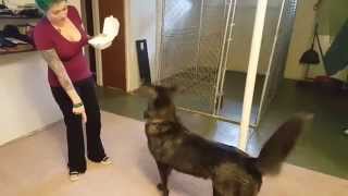 Getting My Wolfdog To Do Some Dog Tricks