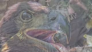 Dale Hollow Eagle Cam Slideshow