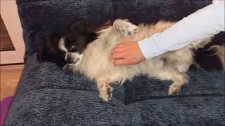 Dino Der Papillon-Eben War Doch Noch Sommer