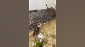 Có lẻ bạn ấy đang mang trứng