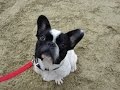 Hazard - French Bulldog - 4 Week Residential Dog Training at Adolescent Dogs Hazard - French Bulldog - 4 Week Residential Dog Training at Adolescent Dogs