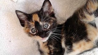 Nornie & Her Kittens  Vlog #17 Cupcake Meows!