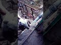 goat shortvideo #beautiful