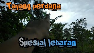 Spesial lebaran intip sarang cendet dibelakang rumah