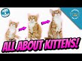 All About Kittens Kitten Growth Stages Milestones 