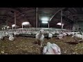 iAnimal - British Pig and Chicken Farms in 360°