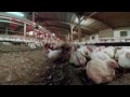 iAnimal - British Pig and Chicken Farms in 360°