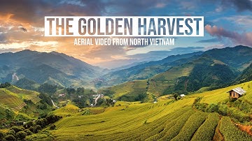 Mu Chang Chai - Rice Fields of Vietnam - The Golden Harvest (4K Aerial Drone)