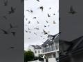 This is what a cockatoo swarm looks like! #cockatoo #shorts