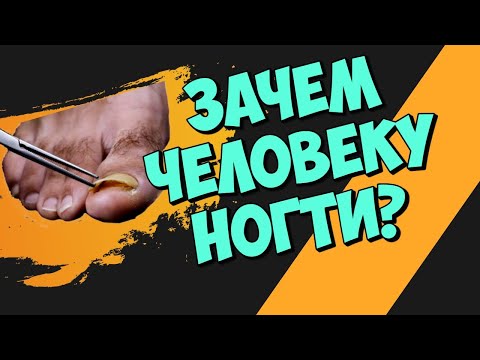 Зачем Человеку Ногти Интересные Факты.