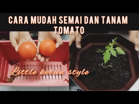 Video: Adakah benih daripada tomato yang belum masak akan tumbuh?