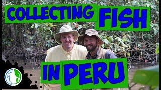 Collecting Native Aquarium Fish In Peru
