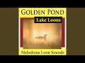 Northern Loon Calls on Golden Pond