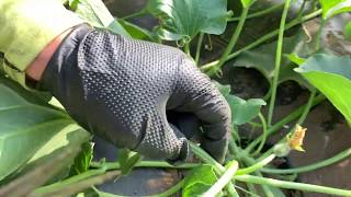 スイカ4本仕立て栽培とメロン2本仕立て栽培  追肥と子蔓孫蔓の処理 19/5/18