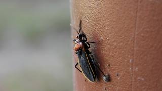 Millipede Assassin Bug slips while climbing pole