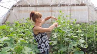 HOW TO PRUNE YOUR CUCUMBER PLANTS FOR BEST PRODUCTION.