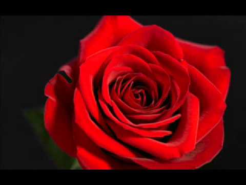 太鼓の達人 薔薇シリーズ全曲 Youtube 太鼓の達人 薔薇シリーズ全曲 Youtube