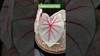 Caladium Care Tips The Only For Summer Houseplant plantcare houseplants indoorjungle shorts