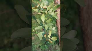 Desi Bilva Tree, Shivas Favourite Also Called Bael At Isha Yoga Center