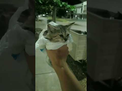 Encontré unosGATOS, parte 2.