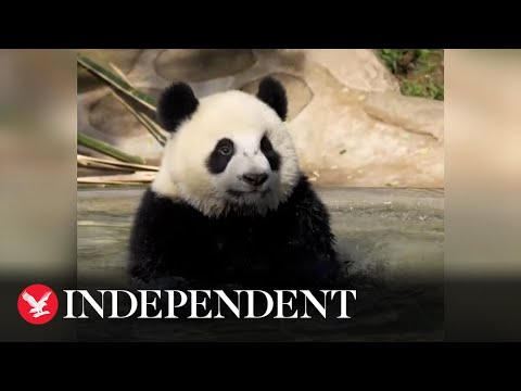 Video: Pet Scoop: Adorabilul Panda Cub se întâlnește cu mass-media, pisica scos din bandă transportoare