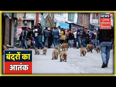 हिमाचल में बंदरों का आतंक:1 बंदर मारने पर मिलेंगे 1000 रुपये |Himachal News