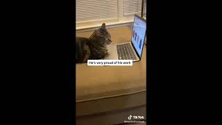 Funny animal videos 2023   Funny cats dogs    Funny animals   Part71 Haypyy Pett