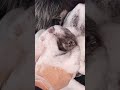 ASMR Super SudZzzz #satisfying #satisfyingvideo