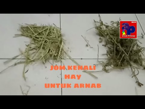 Video: Arnab Dalam Sos Krim Masam