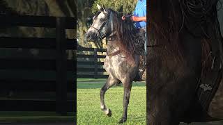 Grey Paso Fino Filly - Honesta de Besilu - video by ©Stunning Steeds