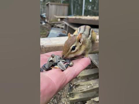 Last years Injured Chipmunk Shows Up #chipmunk #timeheals #cheekstuff #